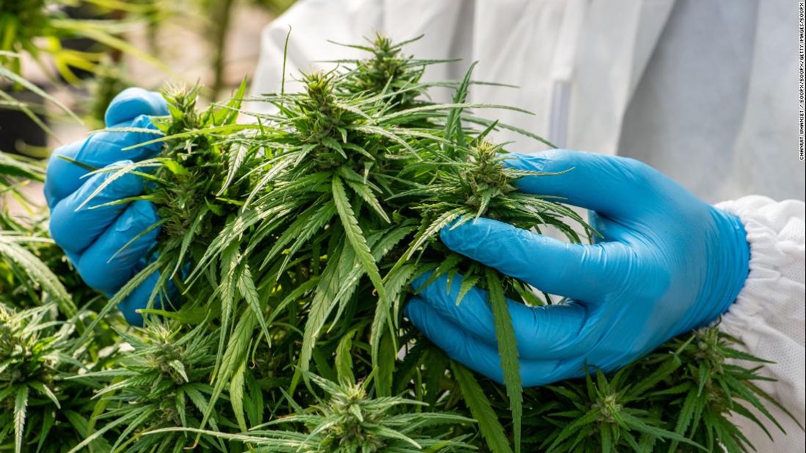 Medical Cannabis Program potentially coming to Huntsville - Vimarsana News