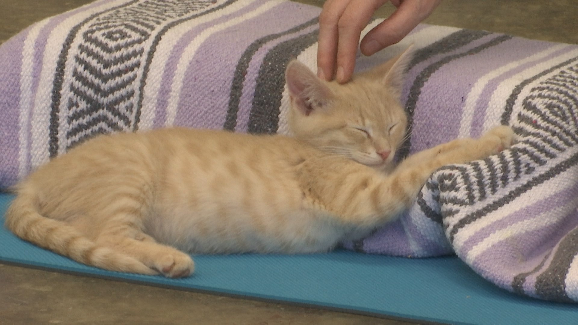 Cattyshack, Inc. at Lowe Mill hosted Kittypalooza. Events included kitten yoga, which will become a new ongoing activity.