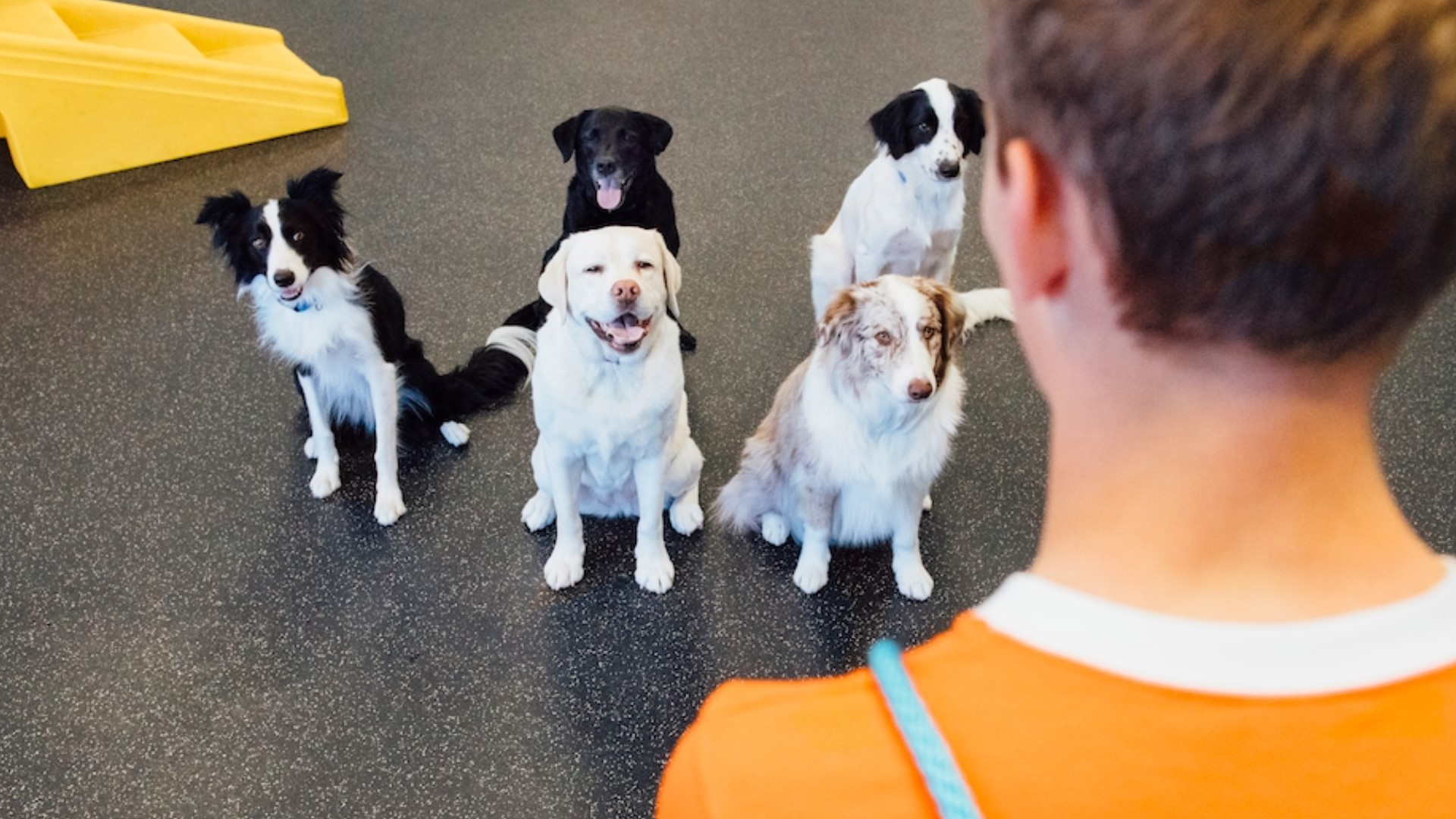 Dogtopia Dog Daycare And Spa Opening On Madison | Rocketcitynow.com