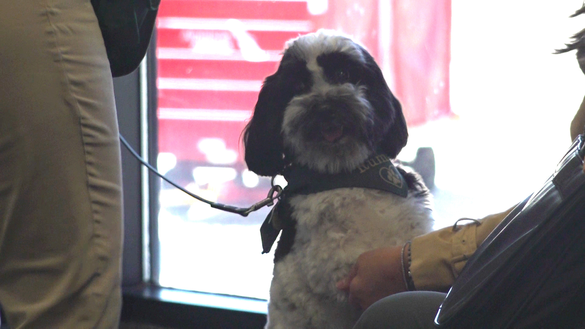 Discover how these animals help travelers feel at ease and navigate their way around the Huntsville Airport.