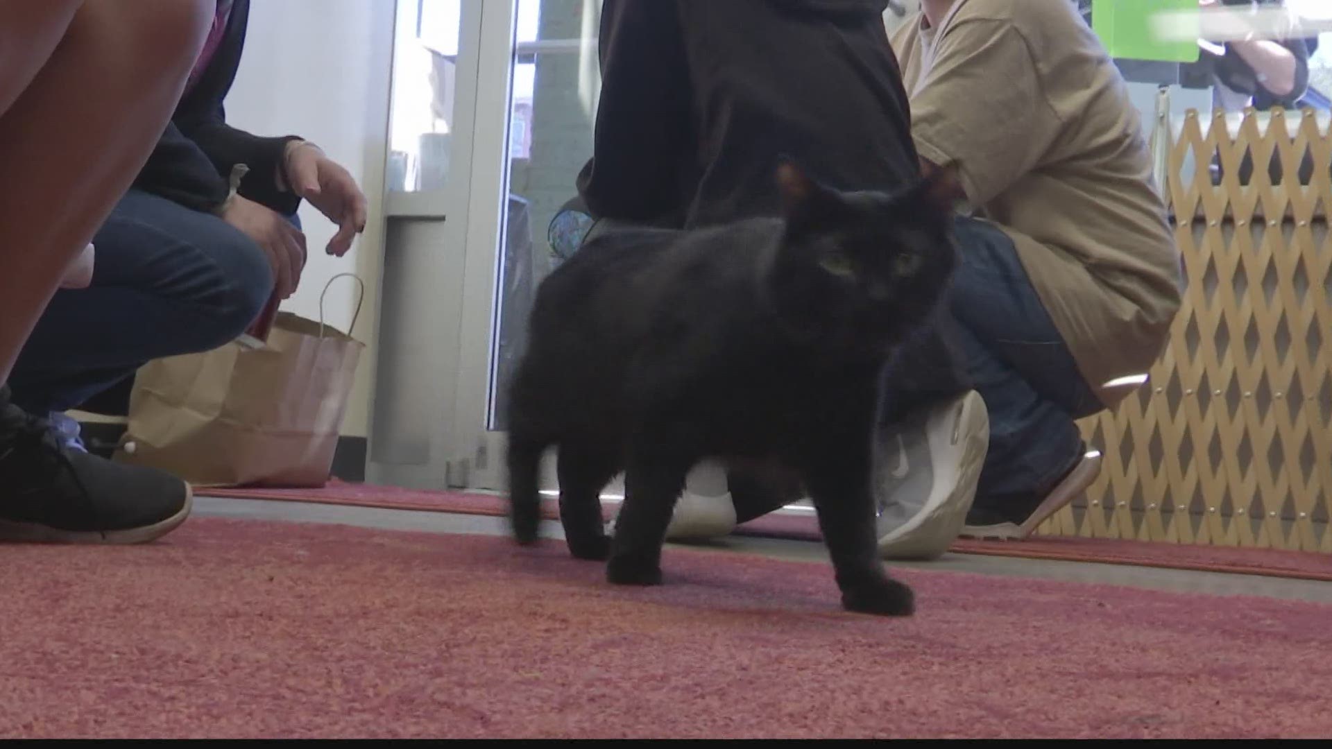 Cattyshack is a non-profit cat lounge. They had their open house tonight at their location in Lowe Mill.