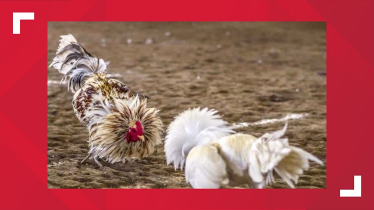 Animal rights group calling for stricter cockfighting laws in Alabama.