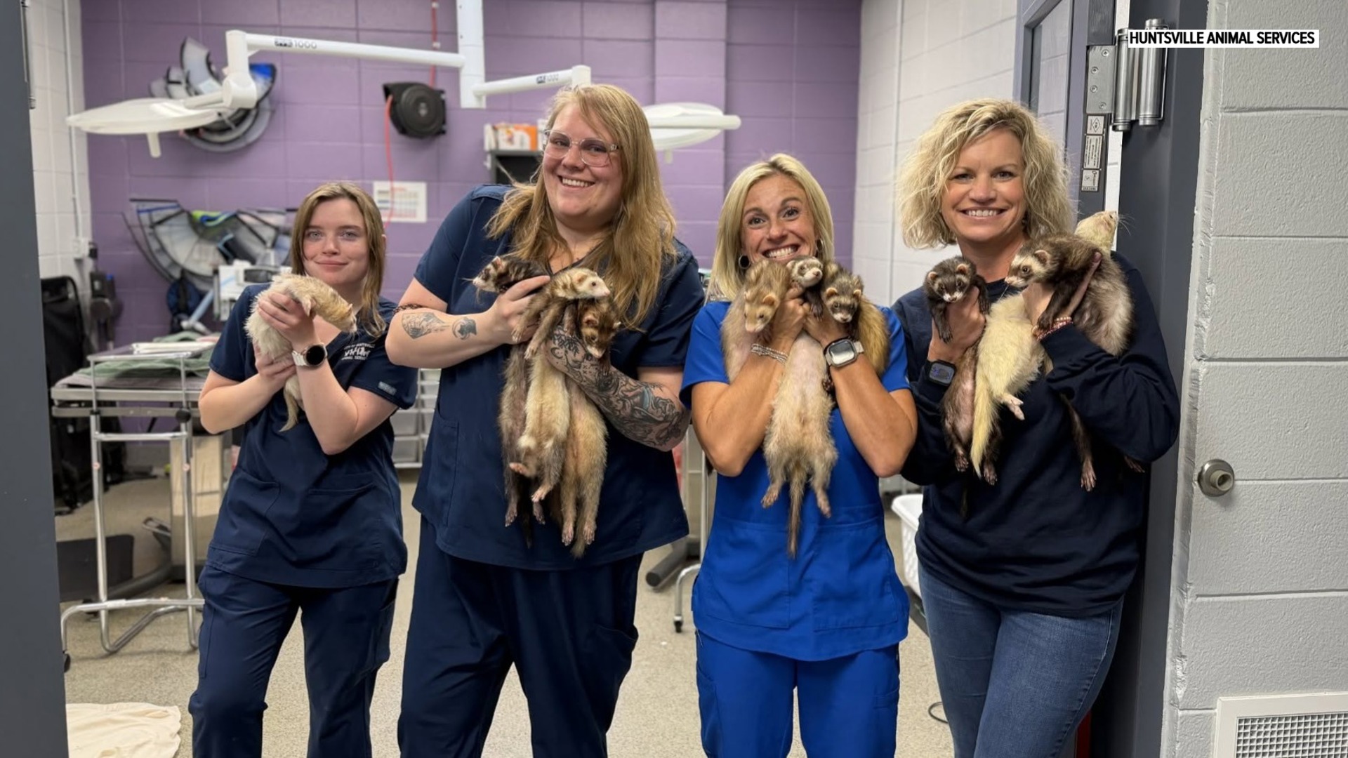 Huntsville Animal Services takes in 12 ferrets from rural shelter after cruelty case