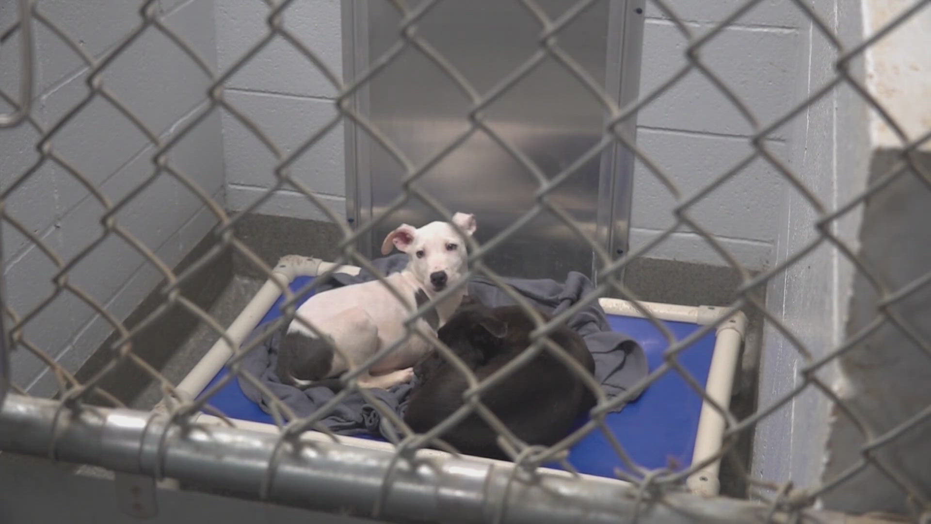 Fostering a dog gives them a rest from the shelter and lets their true personality shine through.