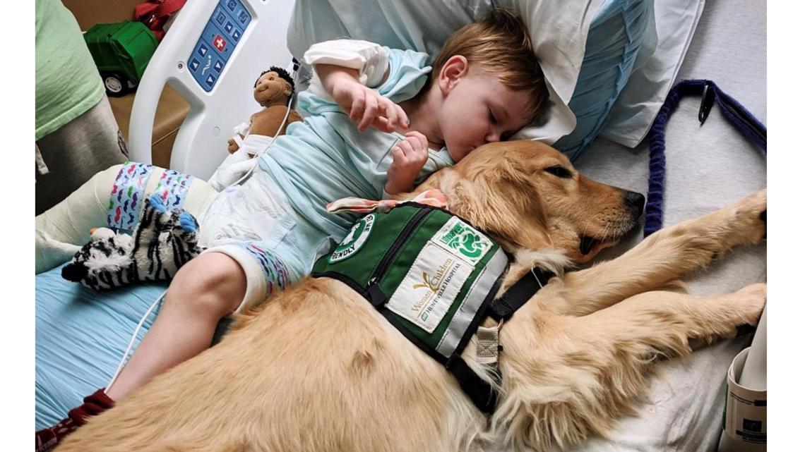 Therapy dog comforting UofL hospital patients