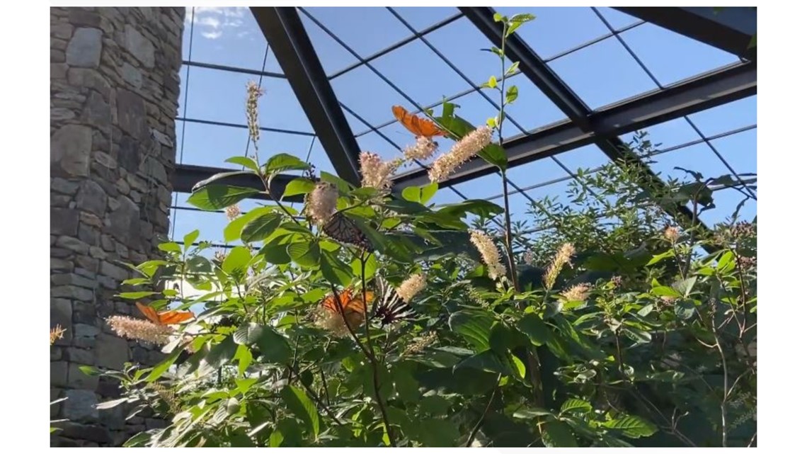 Butterfly releases this summer at Huntsville Botanical Garden