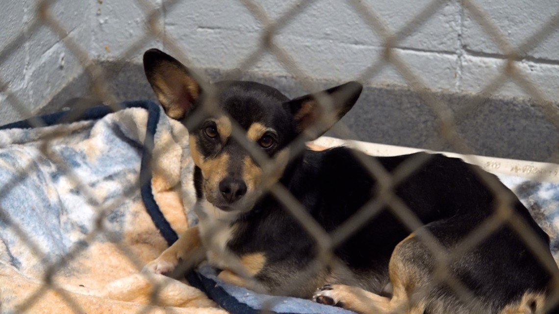 Tweet by AVMA (American Veterinary Medical Association)