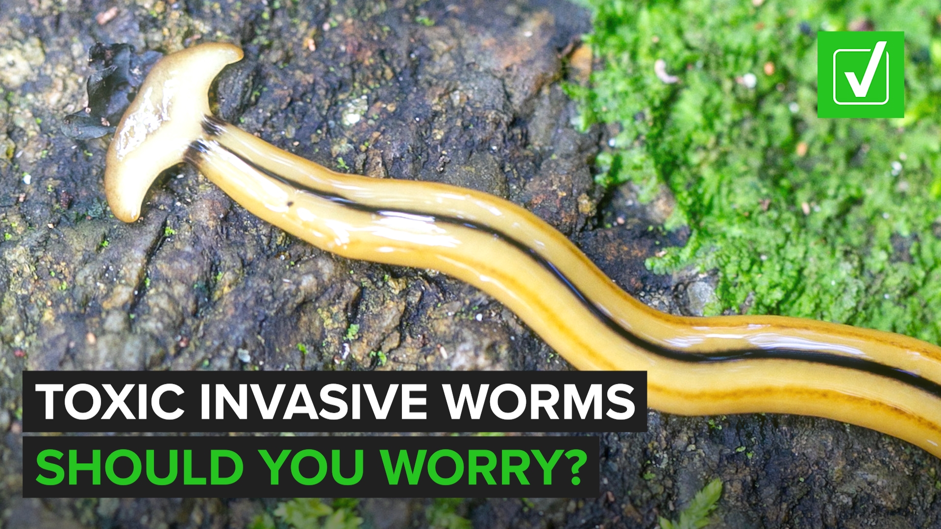 VERIFY: What makes hammerhead worms dangerous for people and pets, and how shoul...