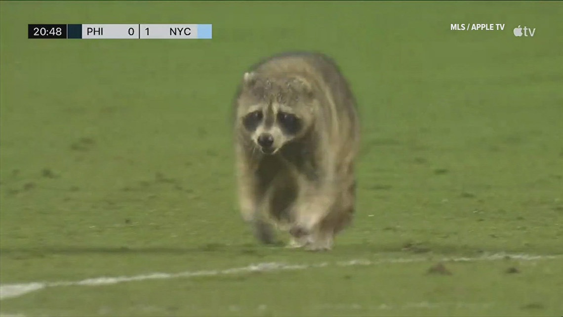 Raccoon disrupts play during an MLS game | rocketcitynow.com