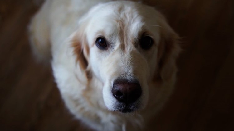 Some things people love about Easter could be lethal to pets