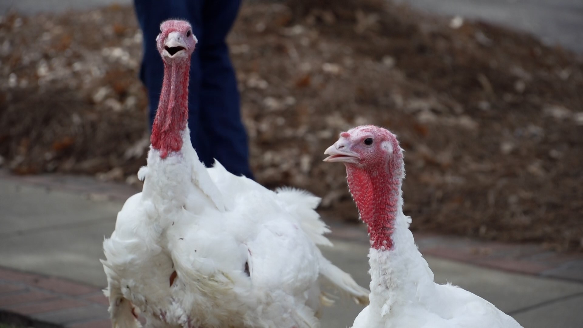 Pardoned! Governor Kay Ivey saves Gobbles and Cranberry from Thanksgiving  table 