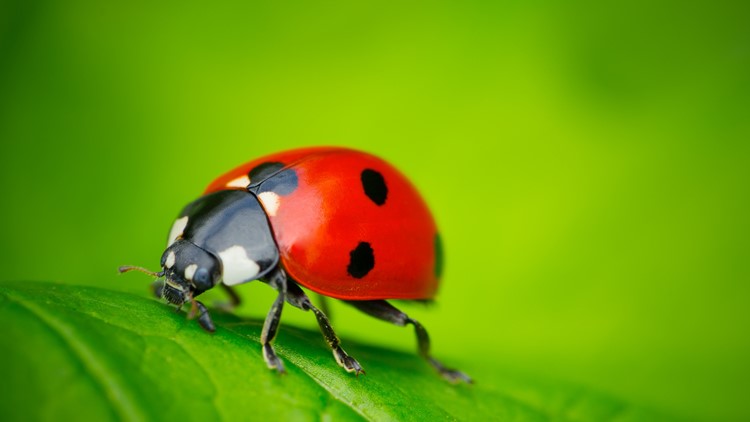 Ladybug Infestations Becoming Common