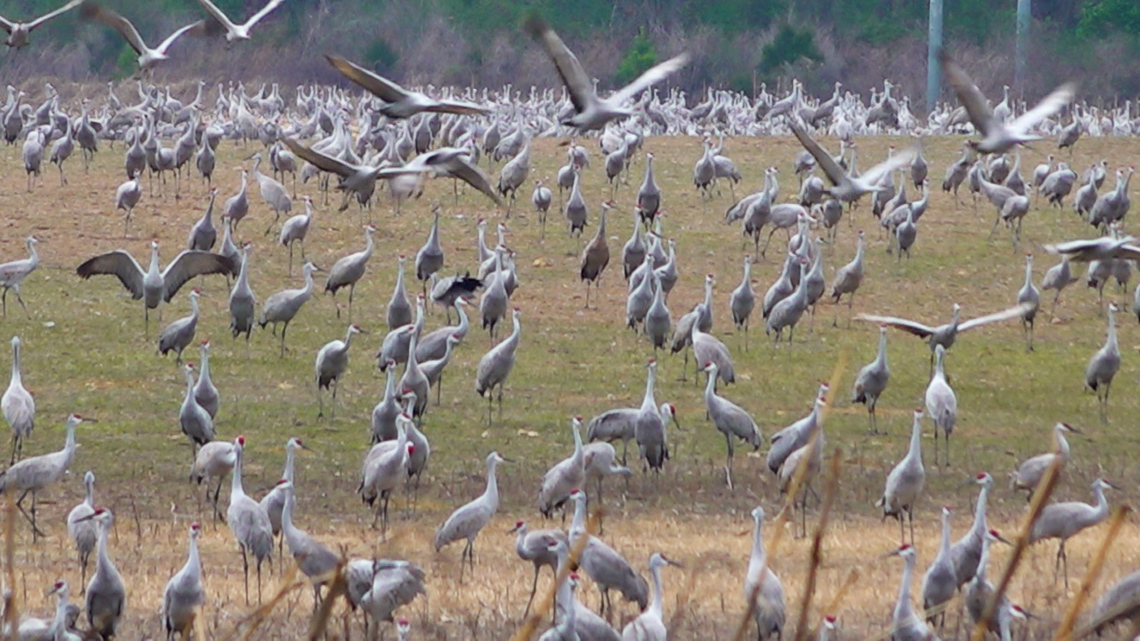 Alabama festival celebrates return of 20,000 cranes, including world's rarest birds