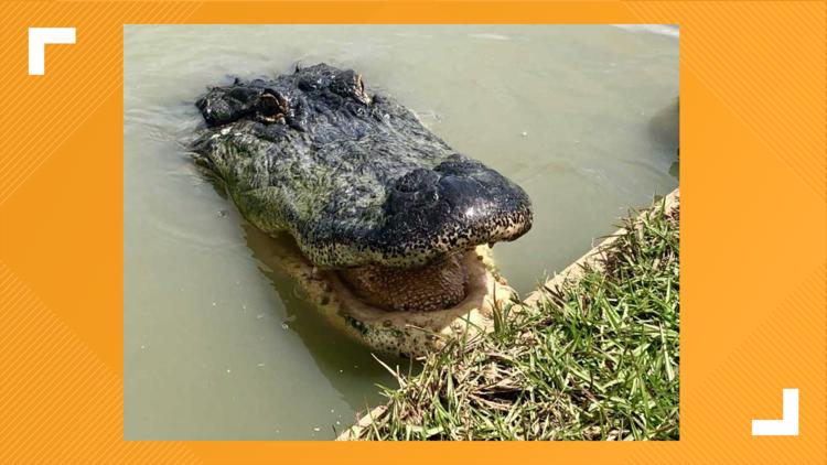 Alligator hunting registration opens June 7