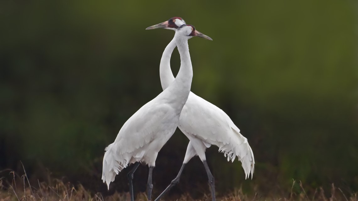 Festival of the Cranes to arrive at WNWR in January