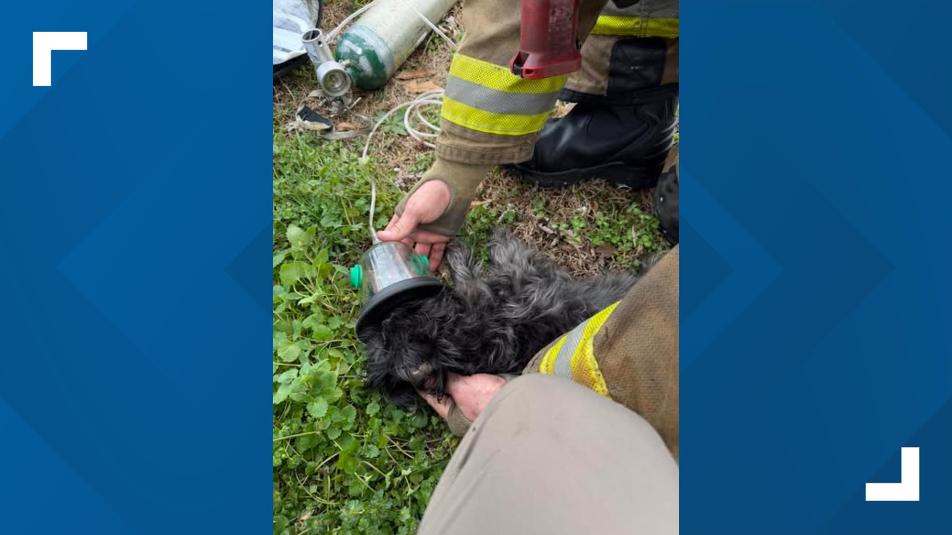Muscle Shoals firefighters save dogs in house fire rescue ...