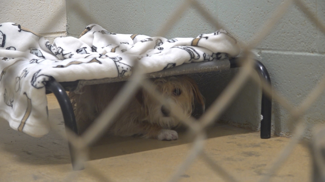 Tennessee Valley pets find holiday hope with A New Leash on Life's foster program