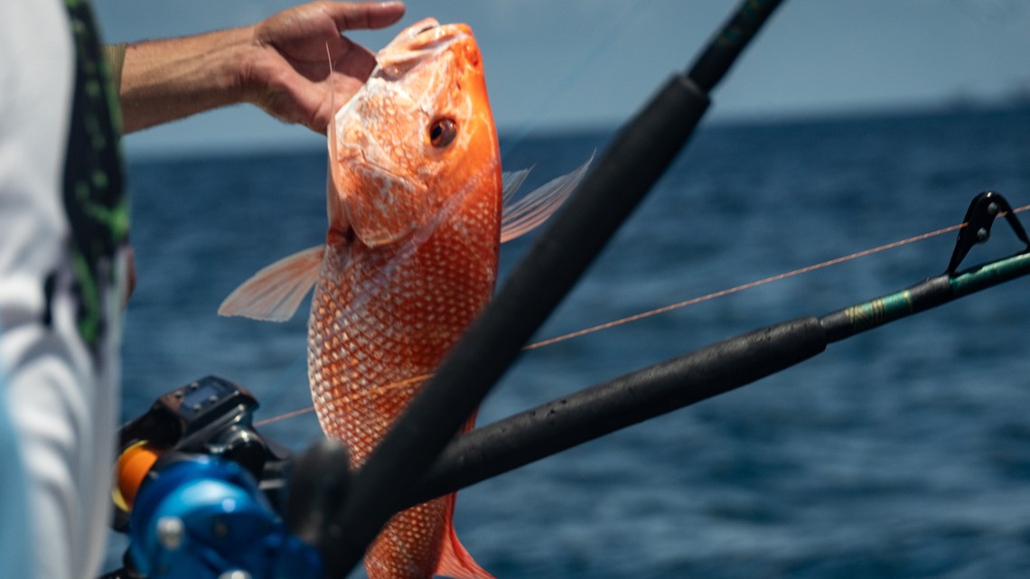 Red snapper roundup: Space Coast anglers made quick work of limits