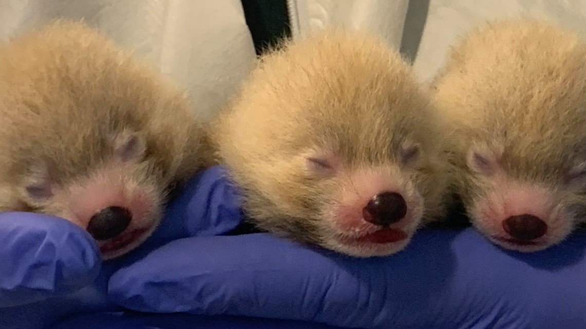 Cute Cubs John Ball Zoo Releases New Photos Of Baby Red Pandas Verifythis Com