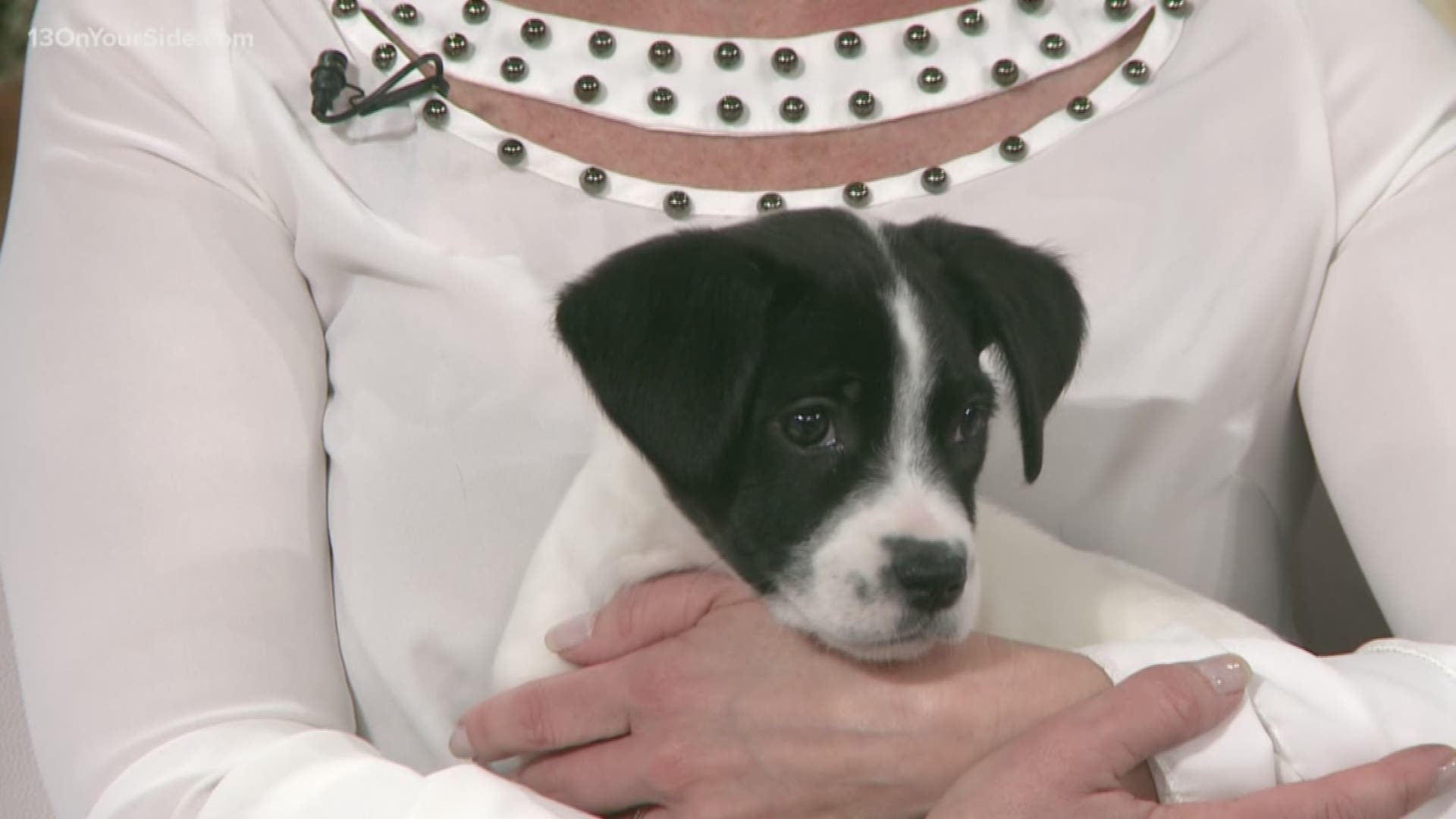 Puppy Adoption At Humane Society West Michigan 10tv Com