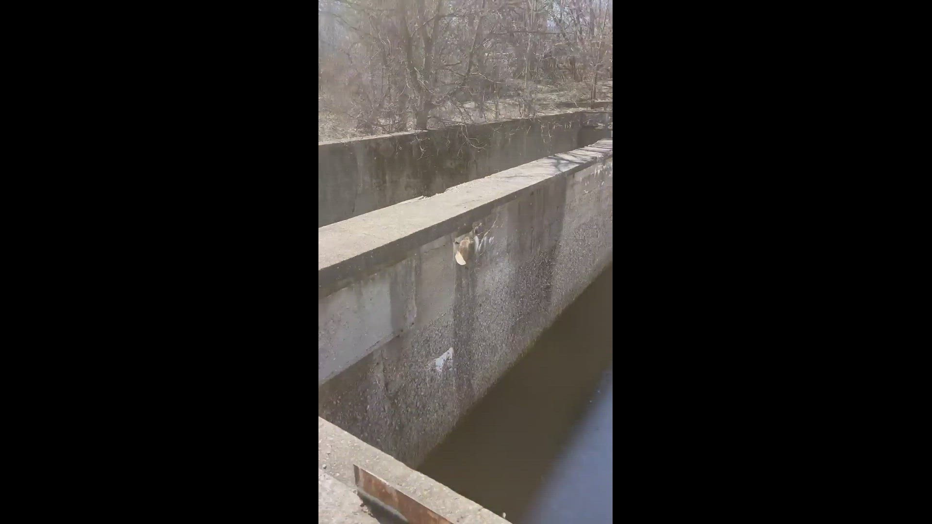 Muskegon Heights firefighters helped pull a dog trapped in an old filtration pond to safety.
