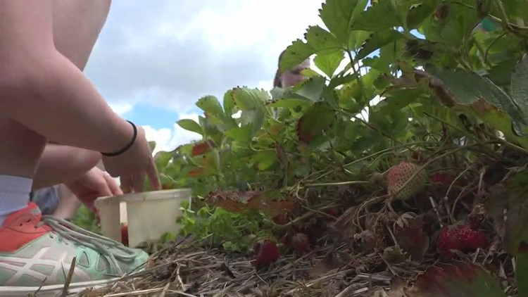 Krupp Farms gearing up for U-pick season with smaller, sweeter strawberries this year