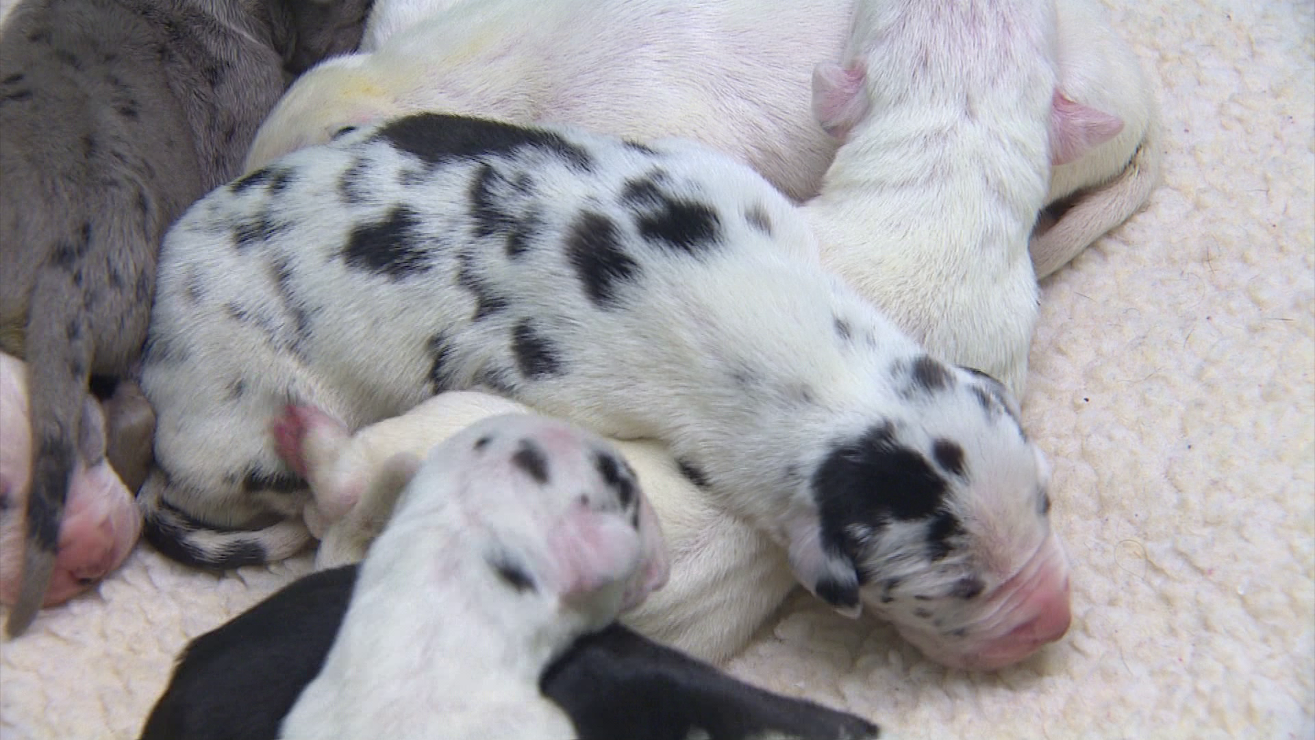 AG: Puppy scams in Michigan increase during pandemic