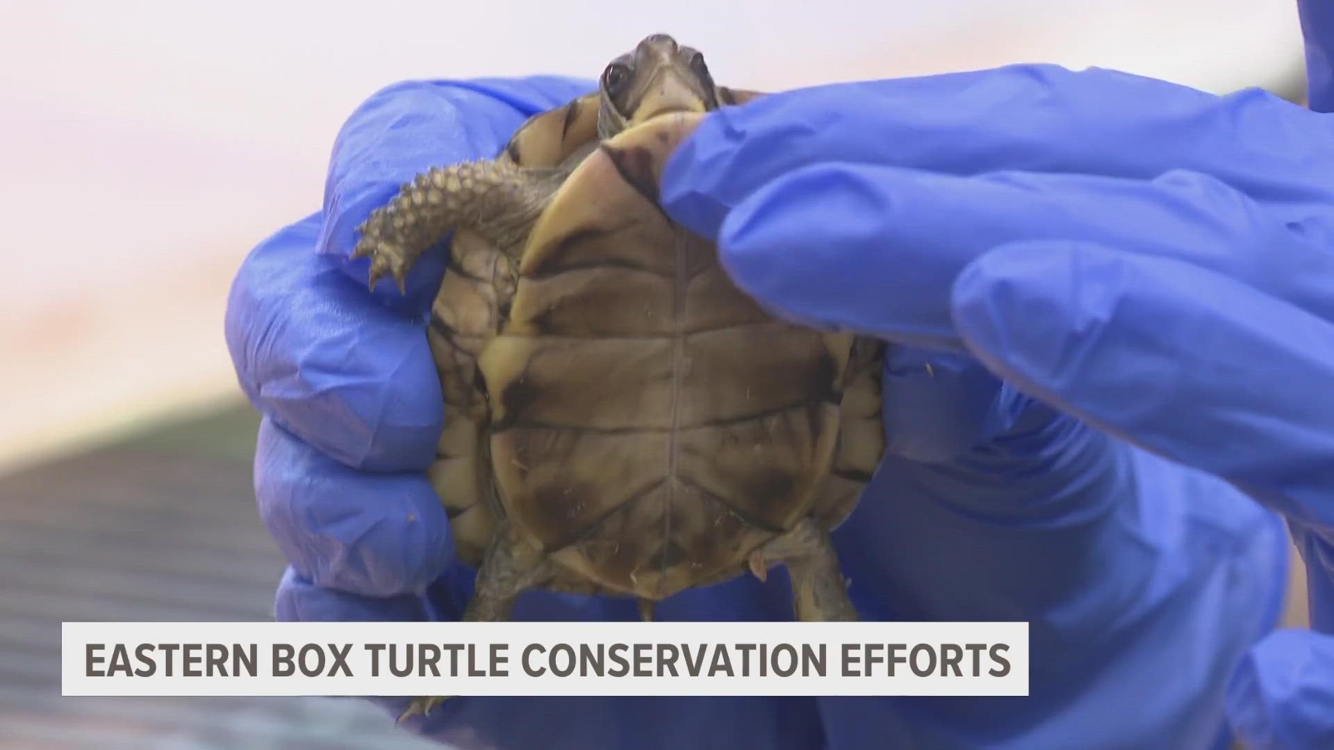 Meteorologist Michael Behrens explains how John Ball Zoo helps to conserve Eastern Box Turtle populations here in Michigan!