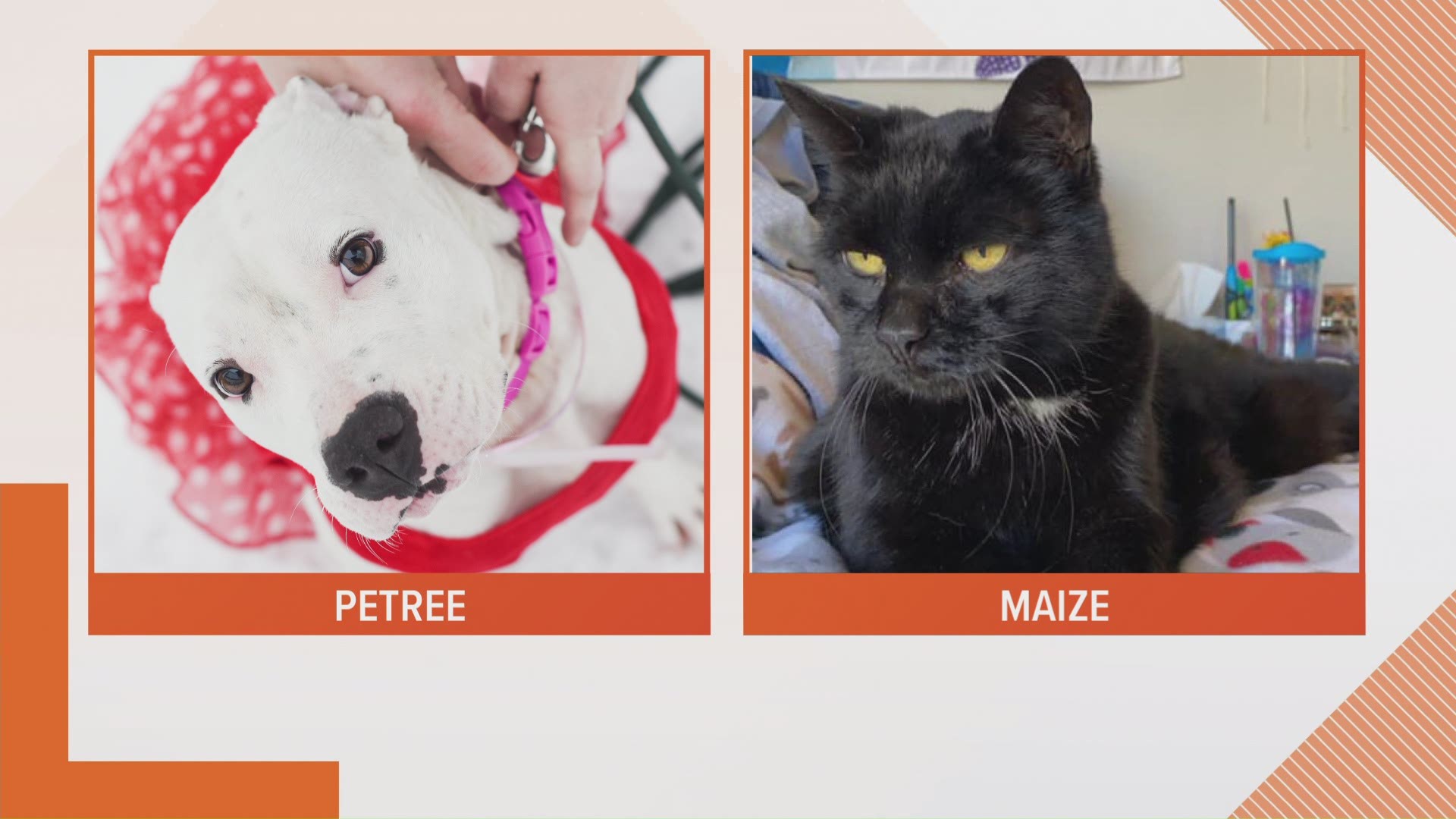 While Petree is deaf, she doesn't let that slow her down! She'd love to be the center of your world. Maize is an old soul and would love a quiet home.