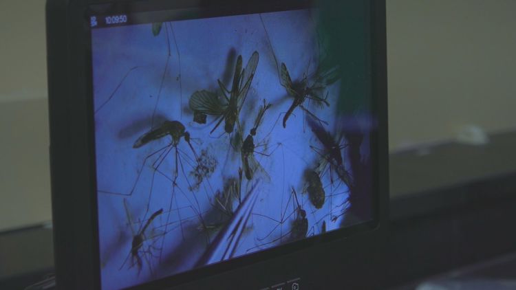 Jamestown Canyon Virus Detected in Kent County Mosquitoes