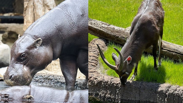 Pygmy hippo suddenly attacks, kills new animal at Michigan Zoo