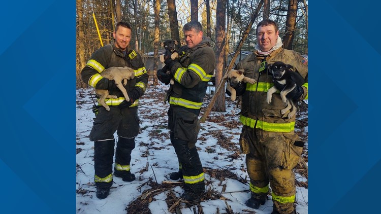 Firefighters save 5 puppies from house fire in Michigan