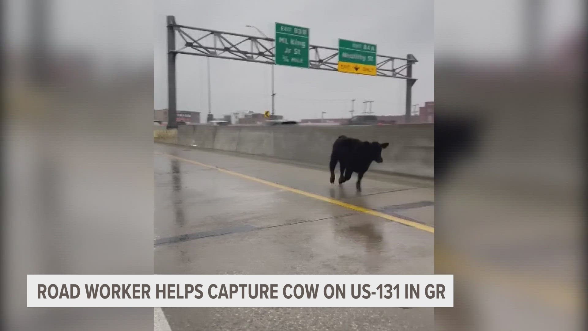 Police say a driver on US-131 was driving with a trailer of six cows when one got out and started running across the lanes.